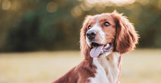 夏以外も注意!犬の熱中症について